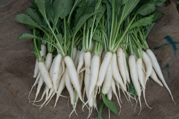 Radish - Fresh Produce